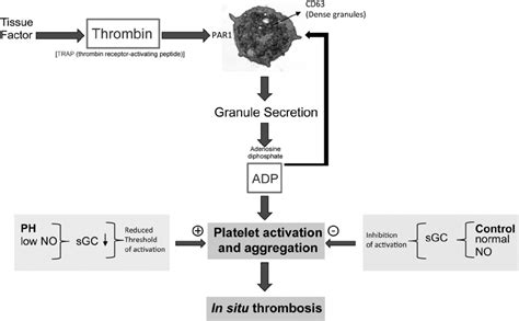 Activation Of Platelets By Thrombin Leads To Binding And Activation Of