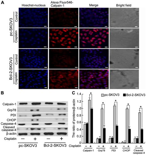 Bcl 2 Overexpression Inhibits Activation Of Er Stress Mediated Download Scientific Diagram