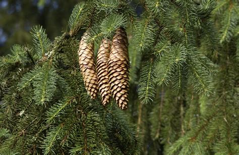 Picea Abies Fichte Rotanne Van Den Berk Baumschulen