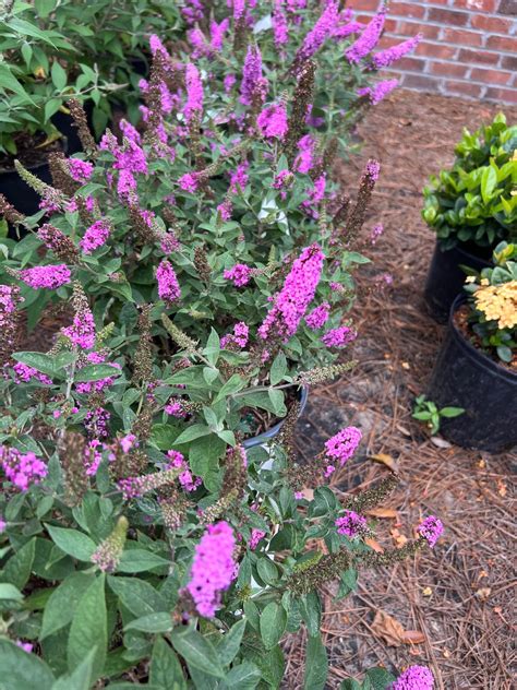 Deciduous Shrubs (Flowering) - Drawf Butterfly Bush - Beach Landscaping