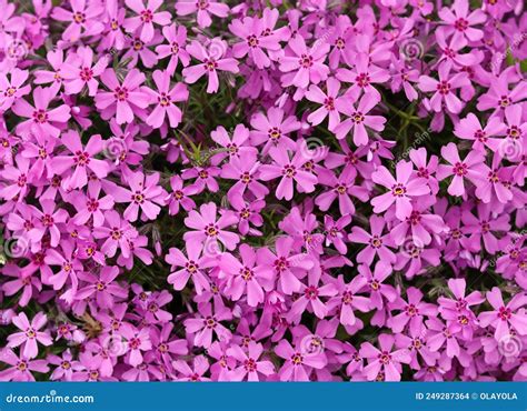 Background Of Purple Flowers Phlox In Spring Stock Photo Image Of