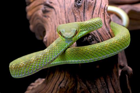 Sunda Island Pit Viper Enigmatic Serpent Of Southeast Asia