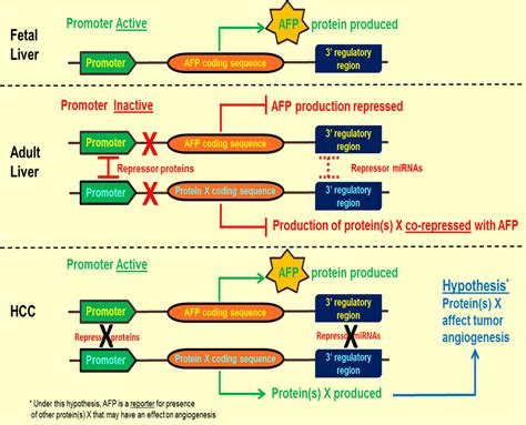 Biology And Significance Of Alpha‐fetoprotein In Hepatocellular Carcinoma Galle 2019 Liver