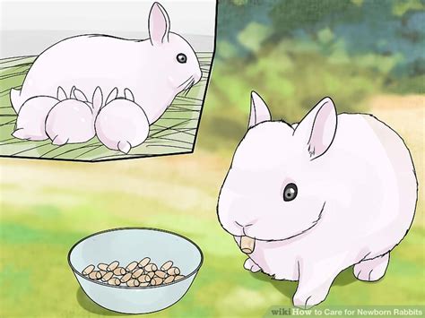 How to Care for Newborn Rabbits: 11 Steps (with Pictures)