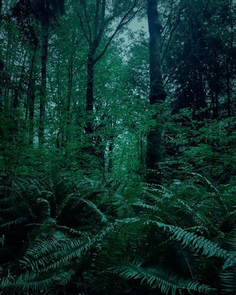 Twilight Forks Washington Twilight Dark Forest Aesthetic Dark