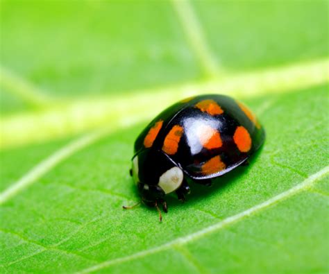 Are Ladybugs Poisonous? - Pest Control Gurus