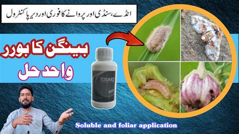 Shoot And Fruit Borer In Brinjal Control Fruit Borer In Brinjal Youtube