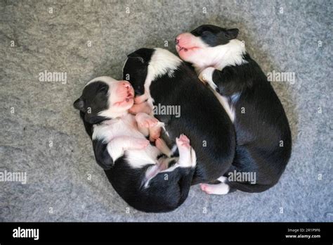 Week Old Border Collie Puppies Stock Photo Alamy