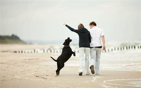 how to train your dog not to run away