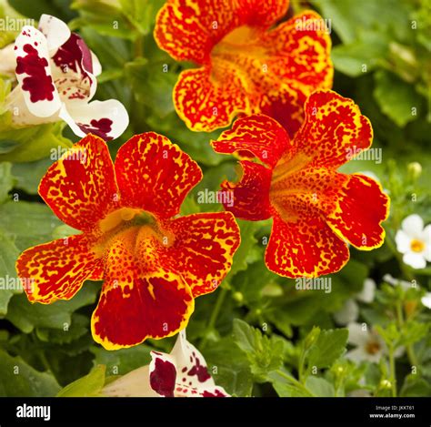 Stunning fire red flowers speckled with yellow of Mimulus Masterpiece ...