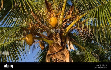 Low Angle View Of A Coconut Tree Cocos Nucifera With Coconuts