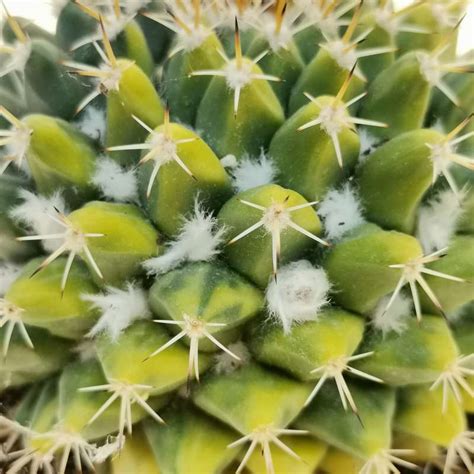 Mammillaria Melanocentra F Variegata 10 Cm Cactaceae Giromagi