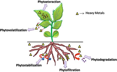 1 Phytoremediation Techniques Involve In Remediation Process Download Scientific Diagram