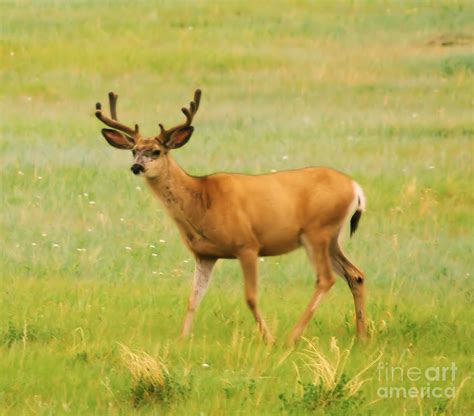 Buck Deer Photograph by Jeff Swan - Pixels