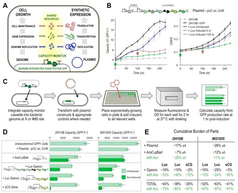 The Capacity Available For E Coli Gene Expression Can Be Indirectly Download Scientific