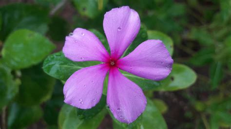 madagascar periwinkle flower on a plant 13769847 Stock Photo at Vecteezy