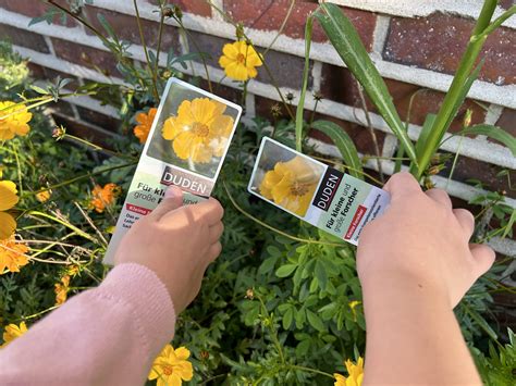 Insekten Schule An Der Waldlehne