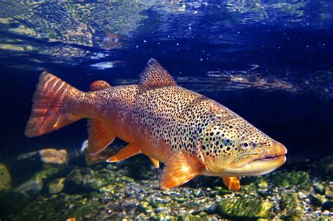 Amazing Facts About Brown Trout Fish Animal Encyclopedia