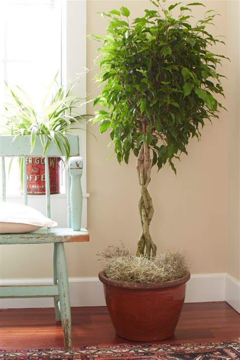 Ficus Benjamina Indoor