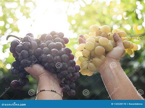 En Las Manos Un Manojo De Uvas Verdes Y Azules Foto De Archivo Imagen