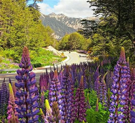 Retamas y lupinos las dos flores más lindas que visten a la Patagonia