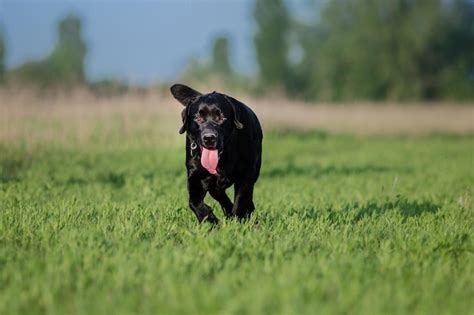 Race De Chien Labrador Retriever Sur Le Terrain Chien Qui Court Sur L