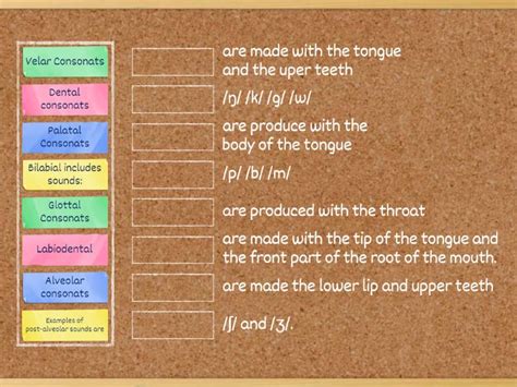 Articulatory System - Match up