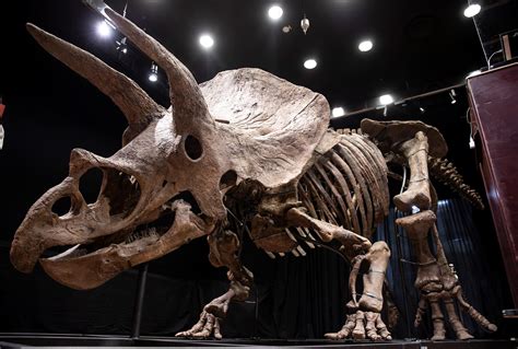 Subastan El Esqueleto De Triceratops M S Grande Del Mundo Por