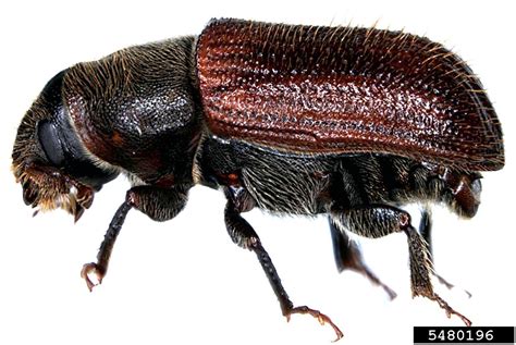 Spruce Beetle Dendroctonus Rufipennis