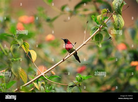 Black Throated Sunbird Aethopyga Saturata Male In South Vietnam Stock