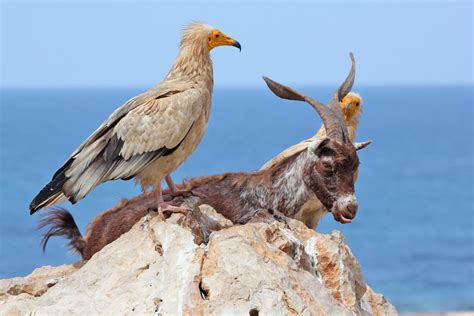 10 Beautiful Socotra Island Images - Fontica Blog