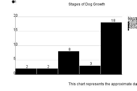 Dog Growth Stages: When Does My Puppy Become An Adult Dog?