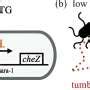 Unlocking The Mystery Of Function And Movement Patterns In E Coli