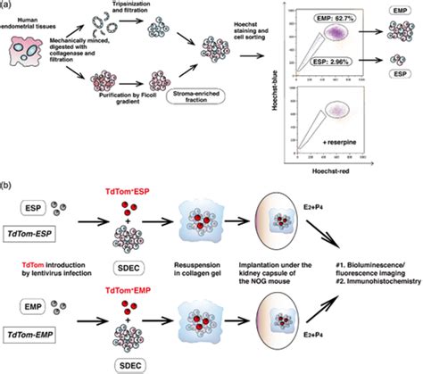 Endometrial Stem Progenitor Cells Maruyama 2014 Journal Of