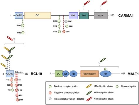 Frontiers Post Translational Modifications Of The Carma Bcl Malt