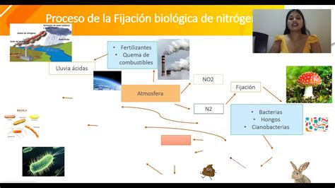 Proceso De La Fijaci N Biol Gica De Nitr Geno Youtube