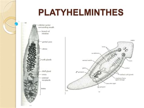 Platyhelminthes Cestoda - Platyhelminthes: Flatworm Biology & Classification