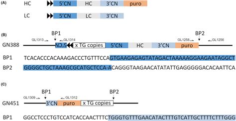 Transgene Copy Number Determination In Multiple Generations A