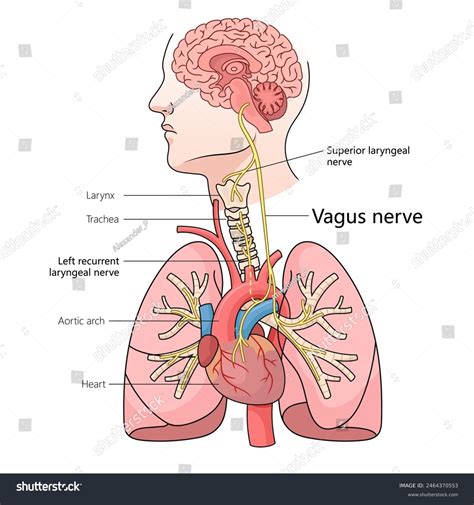 Pathway Of Vagus Nerve Through Human Body Royalty Free Stock Vector