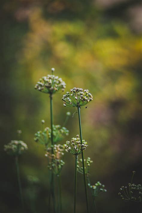 Royalty Free Photo Shallow Focus Photography Of White Flower With