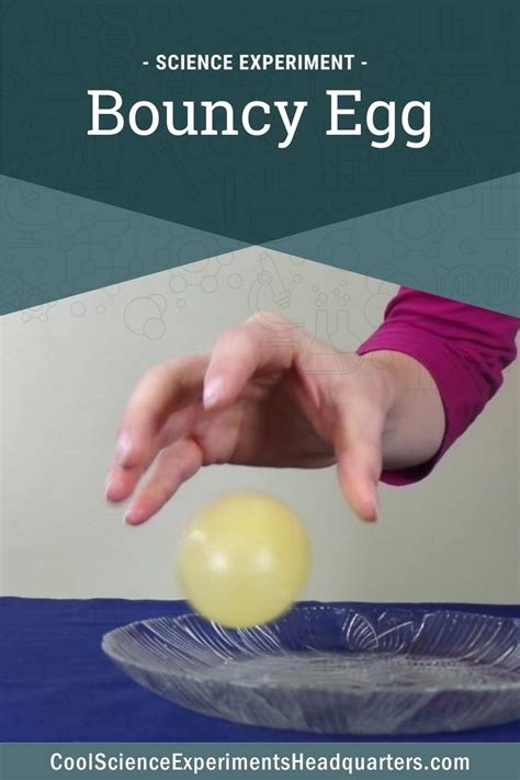 Egg In Vinegar Science Experiment How To Make A Bouncy Egg Bouncy