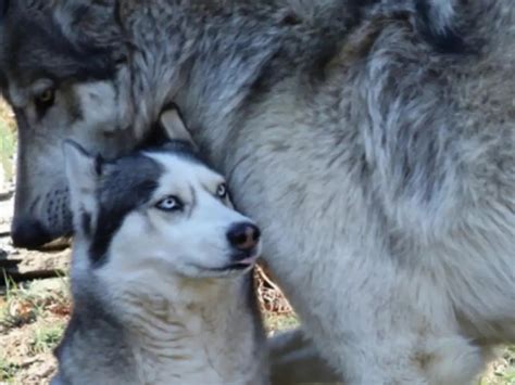 Adorable Images Of Siberian Huskies Standing With Wolves Go Viral