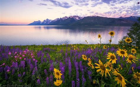 Meadow Lake Yellow Flowers Lupine Mountains Beautiful Views