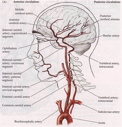 Pin By Pal Patel On Npte Physical Therapy Anatomy Medical Anatomy