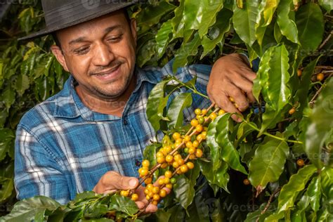 Smiling Man Picking Coffee Beans On A Sunny Day Coffee Farmer Is