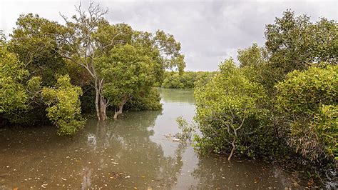 australian mangrove swamp ecosystem adapted root australia photo
