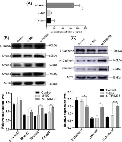 Knockdown of TRIM33 upregulated TGF β expression A ELISA analysis of