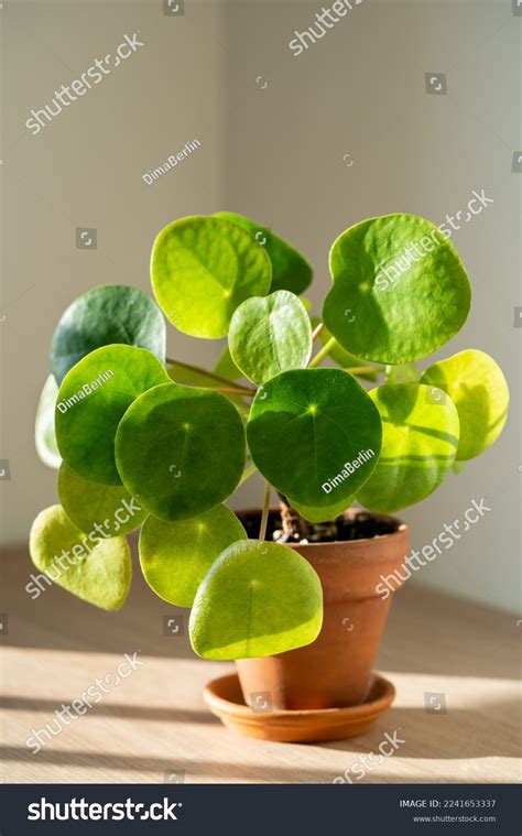 Closeup Pilea Peperomioides Houseplant Terracotta Pot Stock Photo