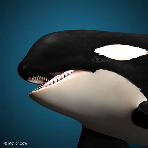 Orca (Killer Whale) Family – MotionCow