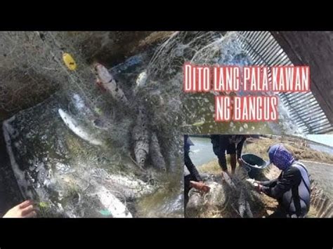 PART 2 Malalaking Bangus Huli Ng Lambat Sayawan Kantahan Sa Isang